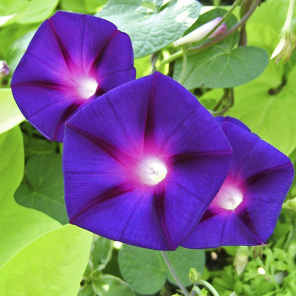 Ипомея Фиолетовая с пурпурными стрелами фото 2 