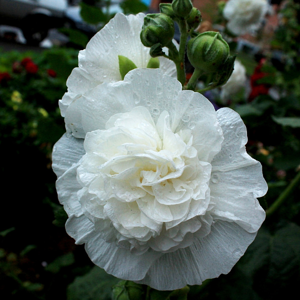 Шток-роза Белая фото 1 