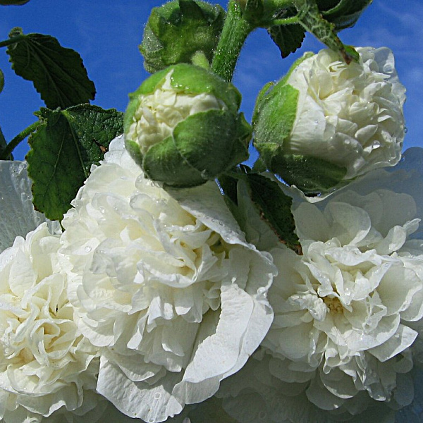 Шток-роза Белая фото 3 